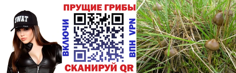 Галлюциногенные грибы Magic Shrooms  даркнет сайт  Черногорск 